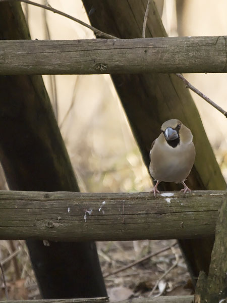 Nokkavarpunen, Hawfinch, Coccothraustes coccothraustes